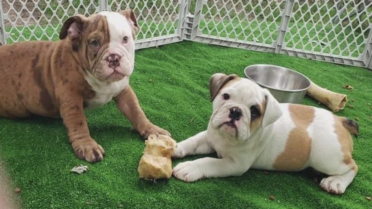 English Bulldog puppies stolen at gunpoint reunited with breeders